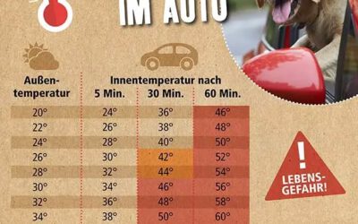 Hitzegefahr im Auto 🥵🚗
