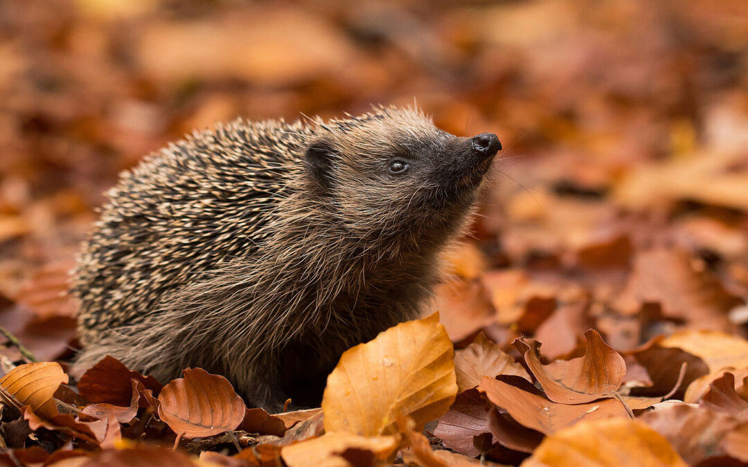 Igel gefunden – Was tun?